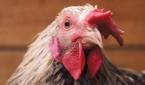 1454998924_13_kur-6004202