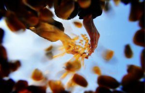 Россия запрещает ввоз сои и кукурузы из США с 15 февраля