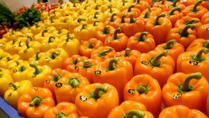 1456732960_59_536235819-4038448