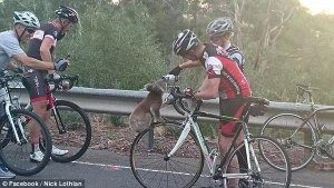 1457006199_91_ccms0-4umaayi_2-1844302