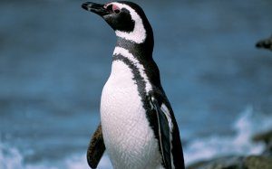 В течение четырех лет пингвин проплыл 20 тысяч километров ради встреч со спасителем