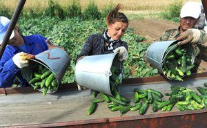 Экспорт продуктов из России вырос до 3400% из-за девальвации рубля