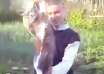 Полиция начала поиски авторов видео со взрывом кота