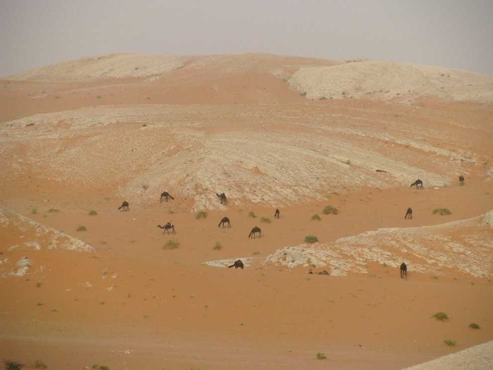 [«Ну, и что пить будем?»] Саудовская Аравия из-за расточительности властей в ближайшие три десятилетия столкнется с глобальной катастрофой в виде дефицита невозобновляемых запасов подземных вод